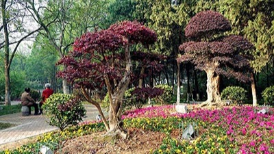 如何利用植物構(gòu)成園林景觀規(guī)劃設(shè)計的空間？